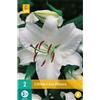 Jub Holland Lilium Casa Blanca 14/16 - 2 PZ