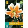 Jub Holland Lilium Lady Alice 16/18 - 1 PZ
