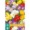 Jub Holland Freesia Enkel Mix / Single Mix 5/+ - 15 PZ