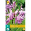 Jub Holland Bletilla Striata I - 1 PZ