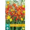 Jub Holland Crocosmia Mix 6/7 - 20 PZ