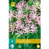 Jub Holland Nerine Bowdenii 12/14 - 2 PZ
