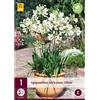 Jub Holland Agapanthus Africanus Albus 1/2 - 1 PZ
