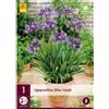 Jub Holland Agapanthus Blue Giant 1/2 - 1 PZ
