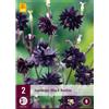 Jub Holland Aquilegia Black Barlow - 2 PZ