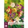 Jub Holland Aquilegia Mix - 5 PZ