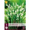 Jub Holland Convallaria Majalis PLG - 5 PZ