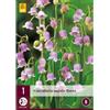 Jub Holland Convallaria Majalis Rosea - 1 PZ