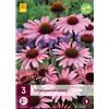 Jub Holland Echinacea Purpurea - 3 PZ