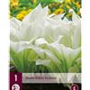 Jub Holland 1 Hosta White Feather