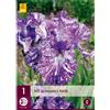 Jub Holland Iris Germanica Batik - 1 PZ
