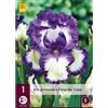 Jub Holland Iris Germanica Loop the Loop - 1 PZ
