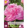 Jub Holland Paeonia Alexander Fleming 2/3 - 1 PZ