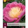 Jub Holland 1 Paeonia Bowl of Beauty 2/3