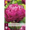 Jub Holland Paeonia Karl Rosenfield 2/3 - 1 PZ