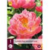 Jub Holland Paeonia Pink Hawaiian Coral 2/3 - 1 PZ