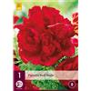 Jub Holland Paeonia Red Magic 2/3 - 1 PZ
