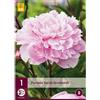 Jub Holland Paeonia Sarah Bernhardt 2/3 - 1 PZ