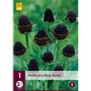 Jub Holland Rudbeckia Black Beauty - 1 PZ