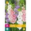 Jub Holland Gladiolus Pastel mix 12/14 - 25 PZ