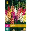 Jub Holland Gladiolus Mix 12/14 - 25 PZ