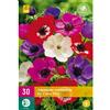Jub Holland Anemone de Caen mix 5/6 - 30 PZ