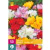 Jub Holland Freesia Double Mix 5/+ - 50 PZ