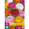Jub Holland Ranunculus Mix 5/6 - 40 PZ