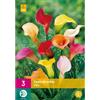 Jub Holland Zantedeschia Mix 14/16 - 3 PZ