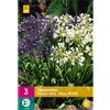 Jub Holland Agapanthus Blue-White 1/2 - 3 PZ