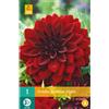 Jub Holland Dahlia Arabian Night - 1 PZ