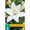 Jub Holland Lilium Kent 14/16 - 2 PZ