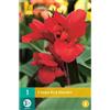 Jub Holland Canna Red Dazzler - 1 PZ