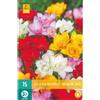 Jub Holland Freesia Double Mix VJ 5/+ - 15 PZ