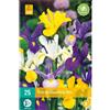 Jub Holland Iris Hollandica mix 7/8 - 25 PZ