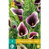 Jub Holland Zantedeschia Dubai Nights 14/16 - 1 PZ