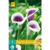 Jub Holland Zantedeschia Picasso 14/16 - 1 PZ