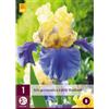 Jub Holland Iris Germanica Edith Wolford - 1 PZ