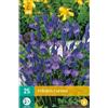 Jub Holland Triteleia corrina 5/6 - 25 PZ