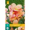 Jub Holland Canna Peach Blush - 1 PZ