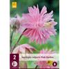 Jub Holland Aquilegia Pink Barlow - 2 PZ