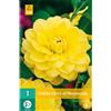 Jub Holland Dahlia Glory of Heemstede - 1 PZ