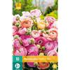 Jub Holland Ranunculus Pastel mix 6/7 - 10 PZ