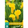 Jub Holland Zantedeschia Gold Label 14/16 - 1 PZ