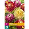 Jub Holland Dahlia Queens Garden - 3 PZ