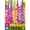 Jub Holland Gladiolus Viva la Vida12/14 - 20 PZ