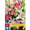 Jub Holland Lilium Oriental Pastel mix 14/16 - 5 PZ