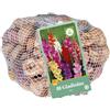 Jub Holland Gladiolus mix 12/14 - 60 PZ