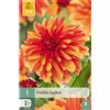 Jub Holland Dahlia japlou - 1 PZ