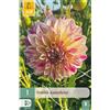 Jub Holland Dahlia kameleon - 1 PZ